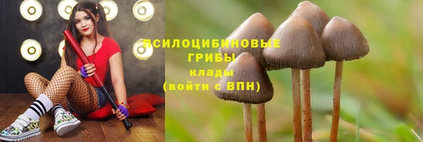 шишки Аркадак